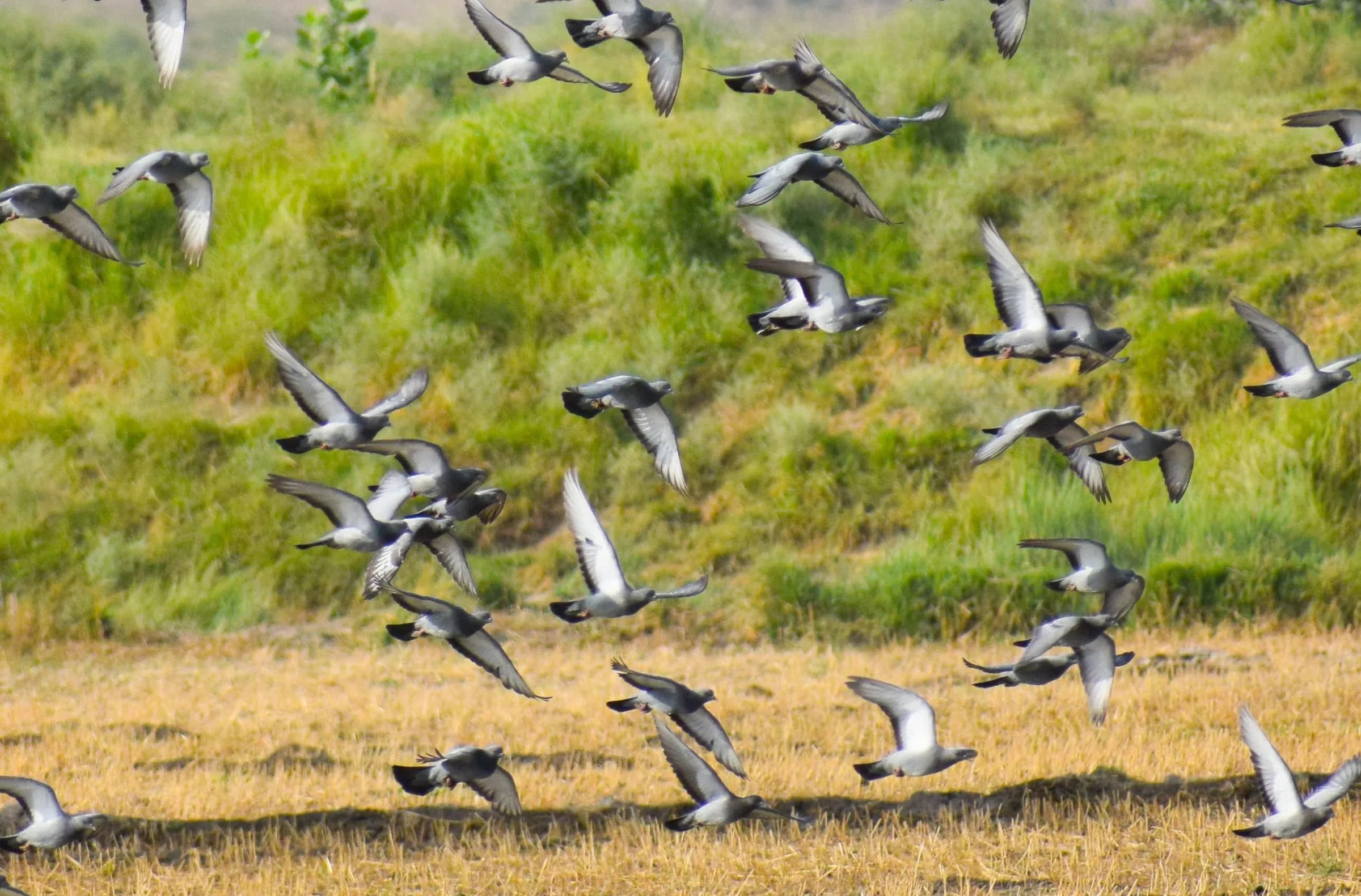 A flock of pigeons flying low over a green bank and a stubble field