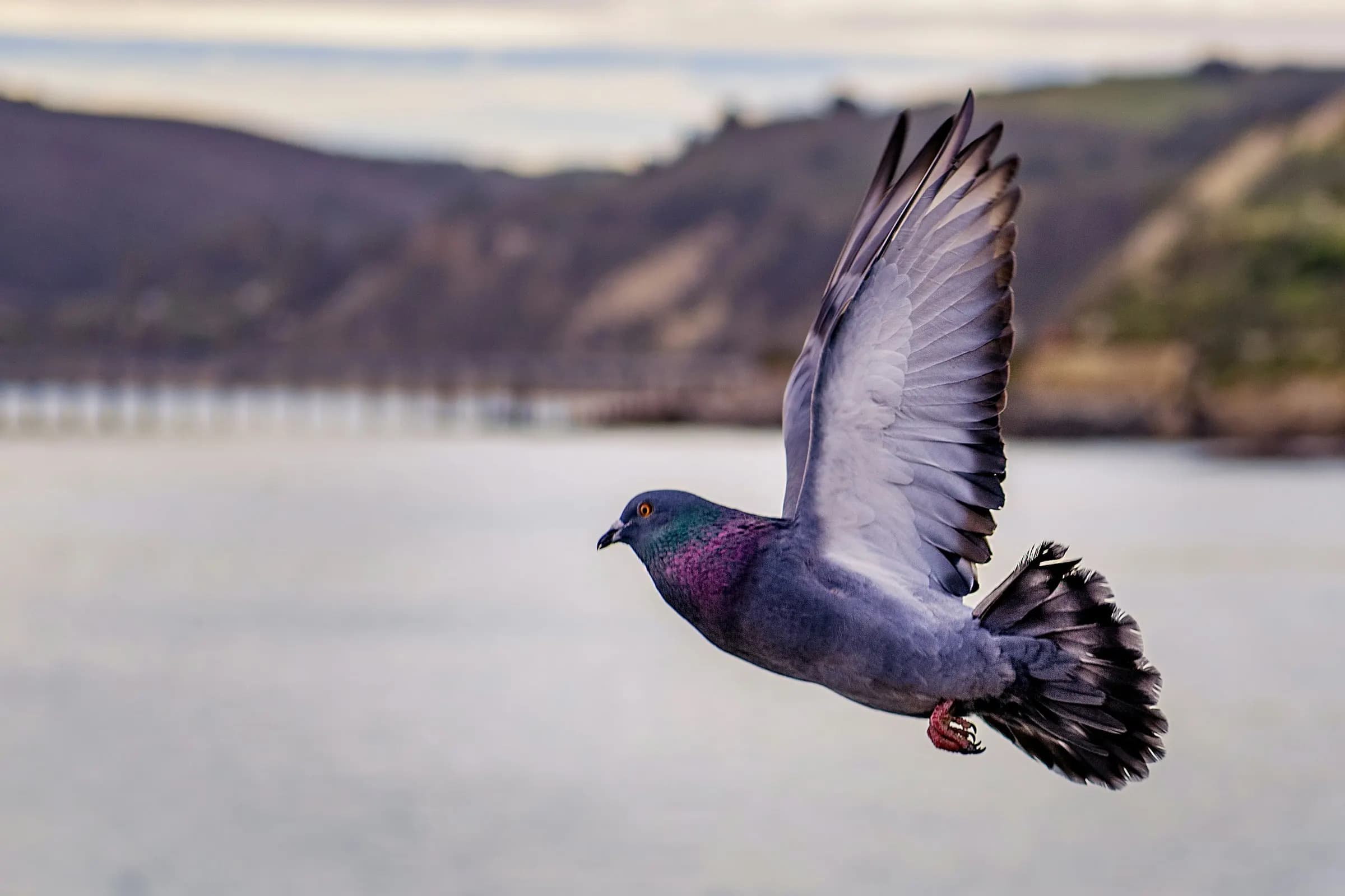 Pigeon in flight