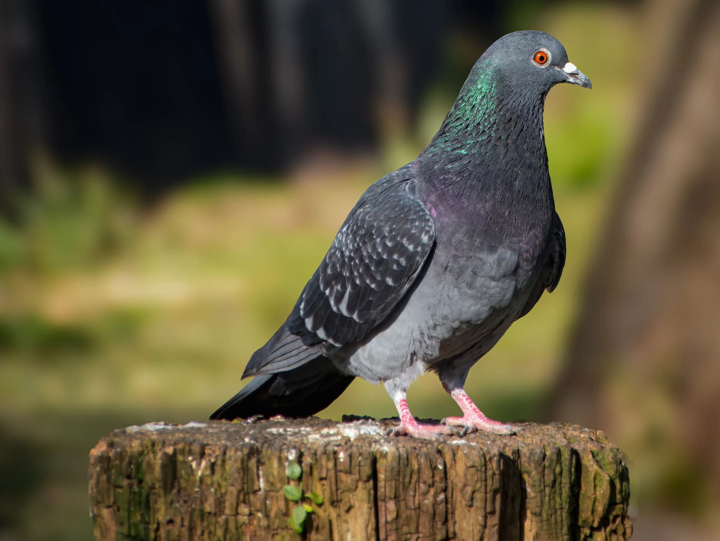 Racing pigeon, dark check